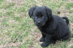 Puppy